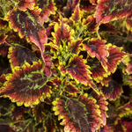 Proven Winners - Coleus Colorblaze El Brighto