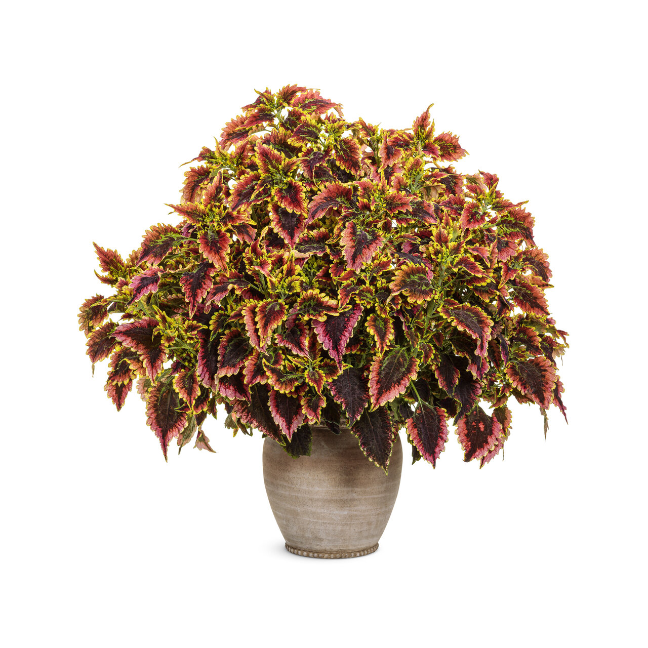 Proven Winners - Coleus Colorblaze El Brighto