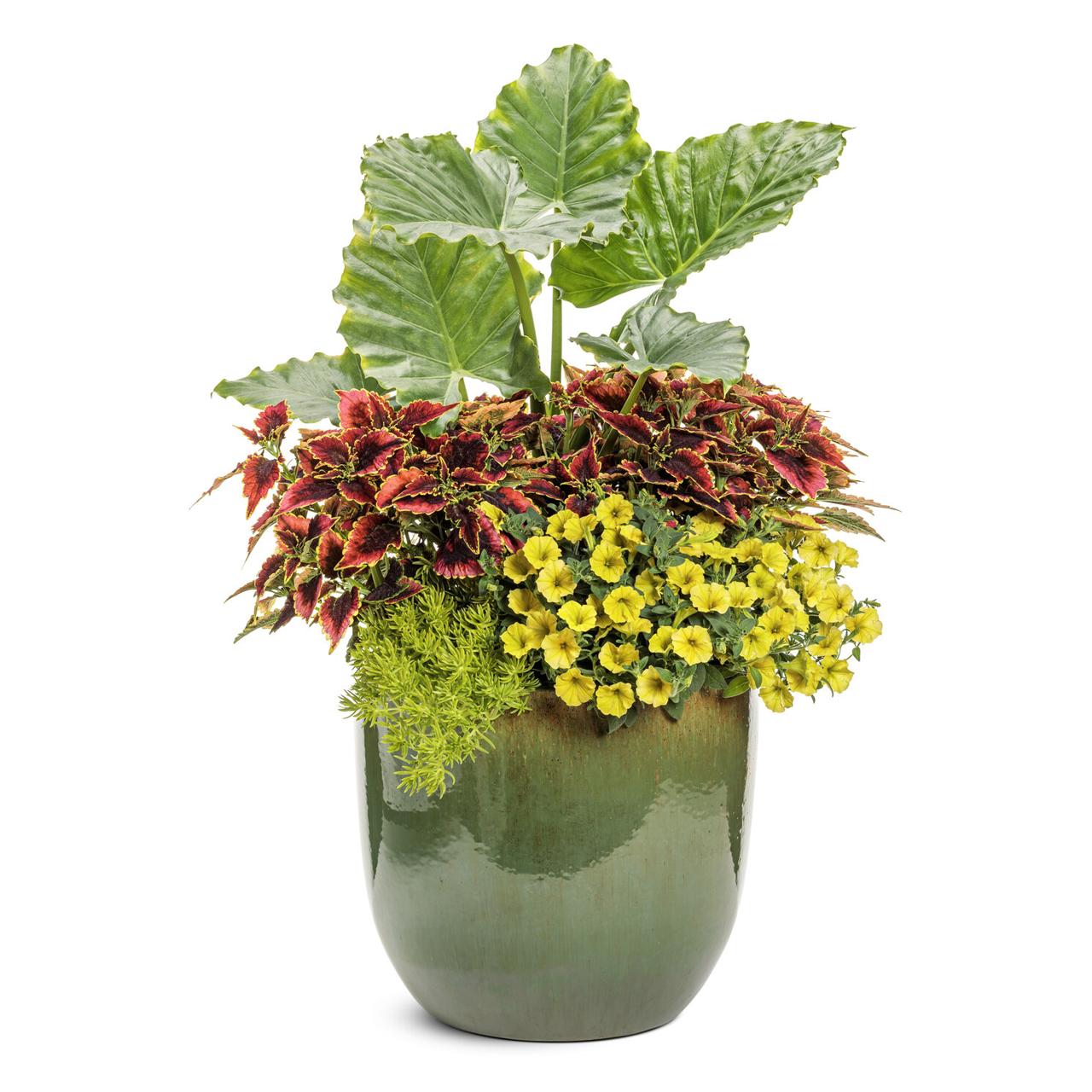 Proven Winners - Coleus Colorblaze El Brighto