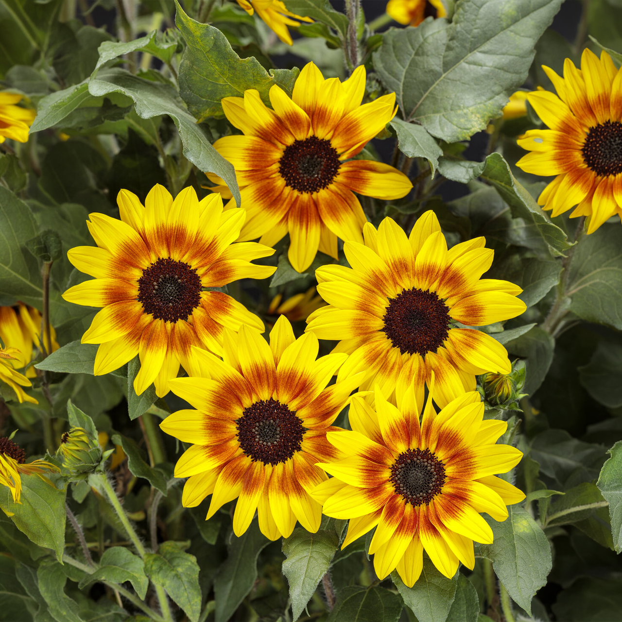 Proven Winners - Helianthus Suncredible Saturn | Pot de 13 cm