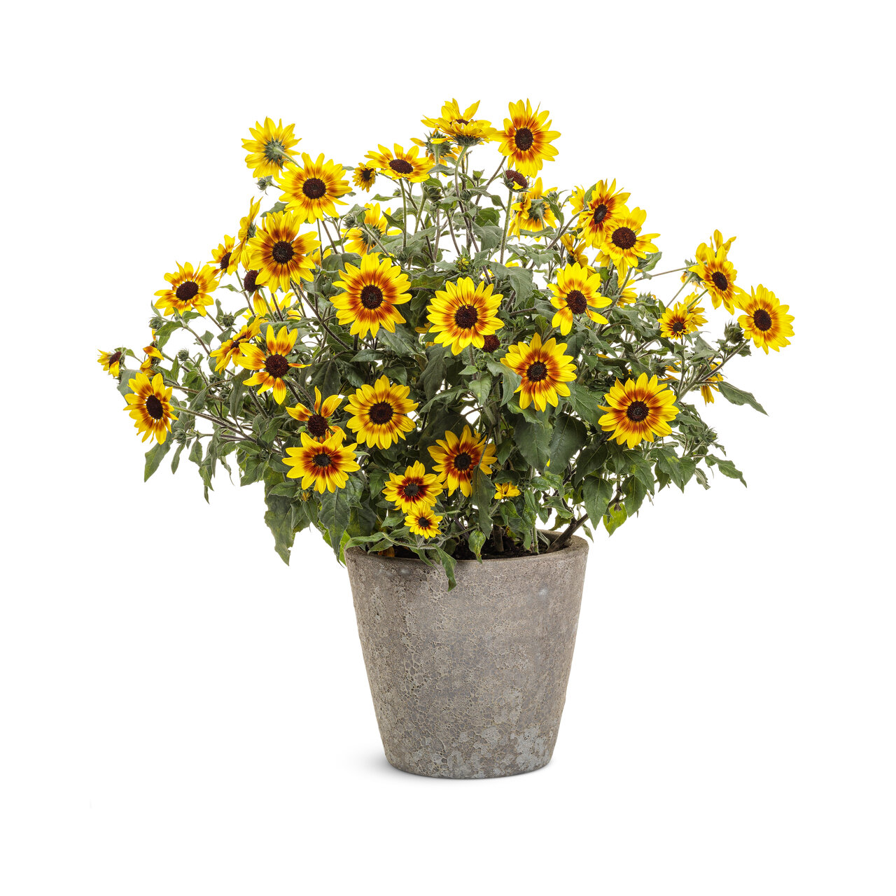 Proven Winners - Helianthus Suncredible Saturn | Pot de 13 cm