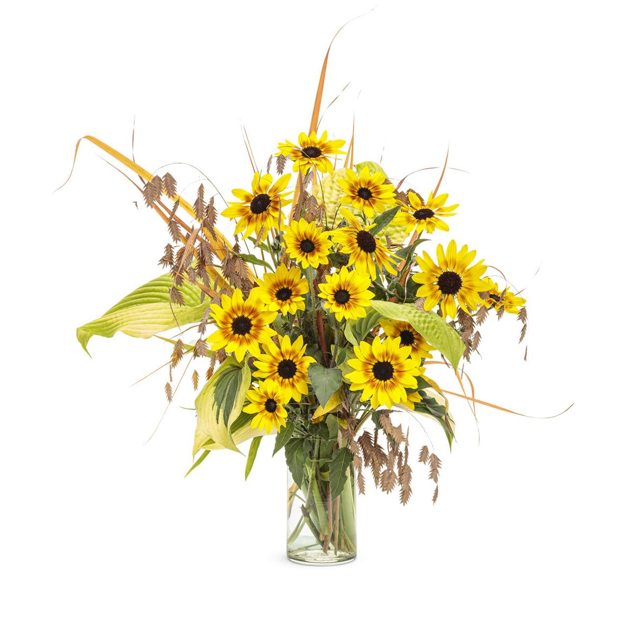 Proven Winners - Helianthus Suncredible Saturn | Pot de 13 cm