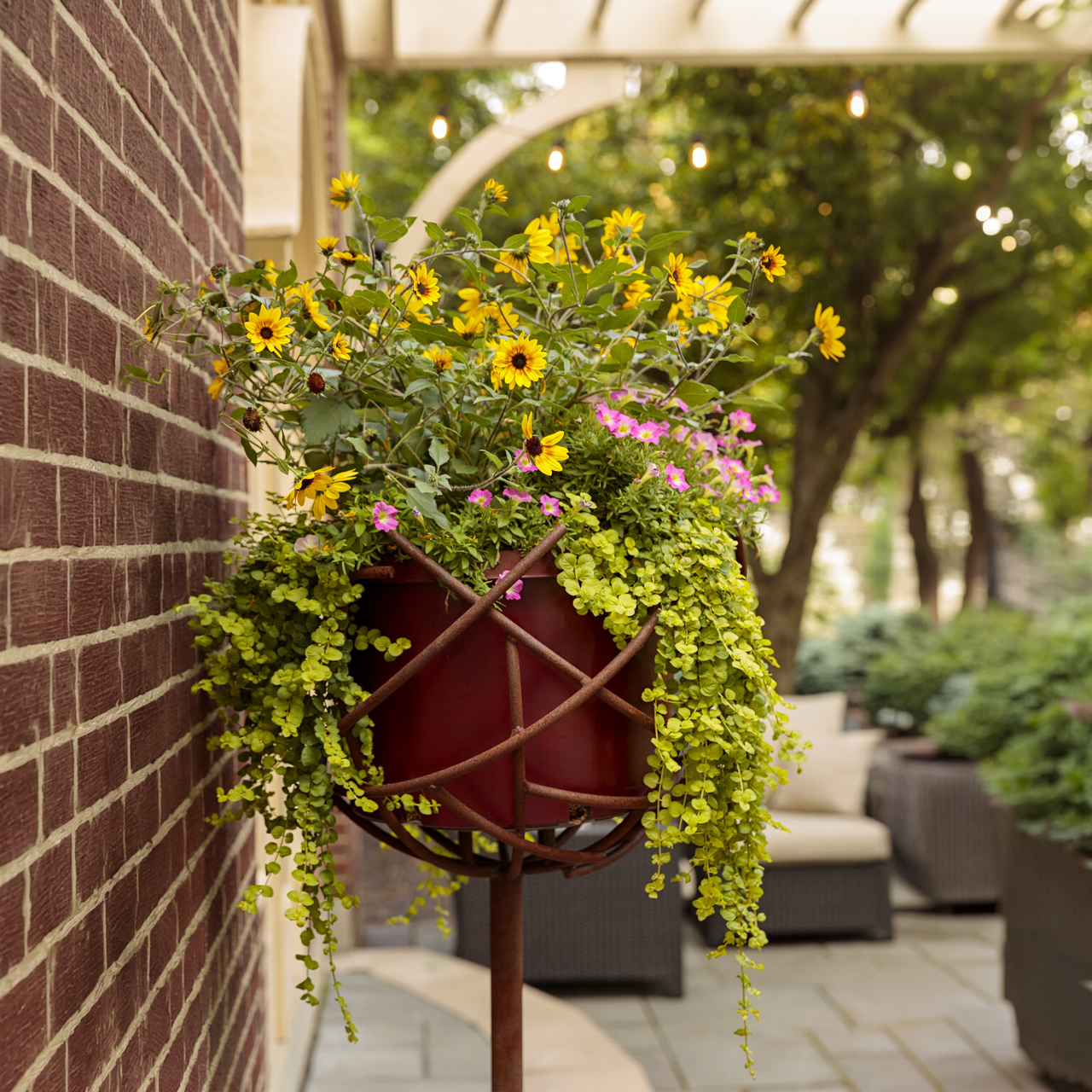 Proven Winners - Helianthus Suncredible Saturn | Pot de 13 cm