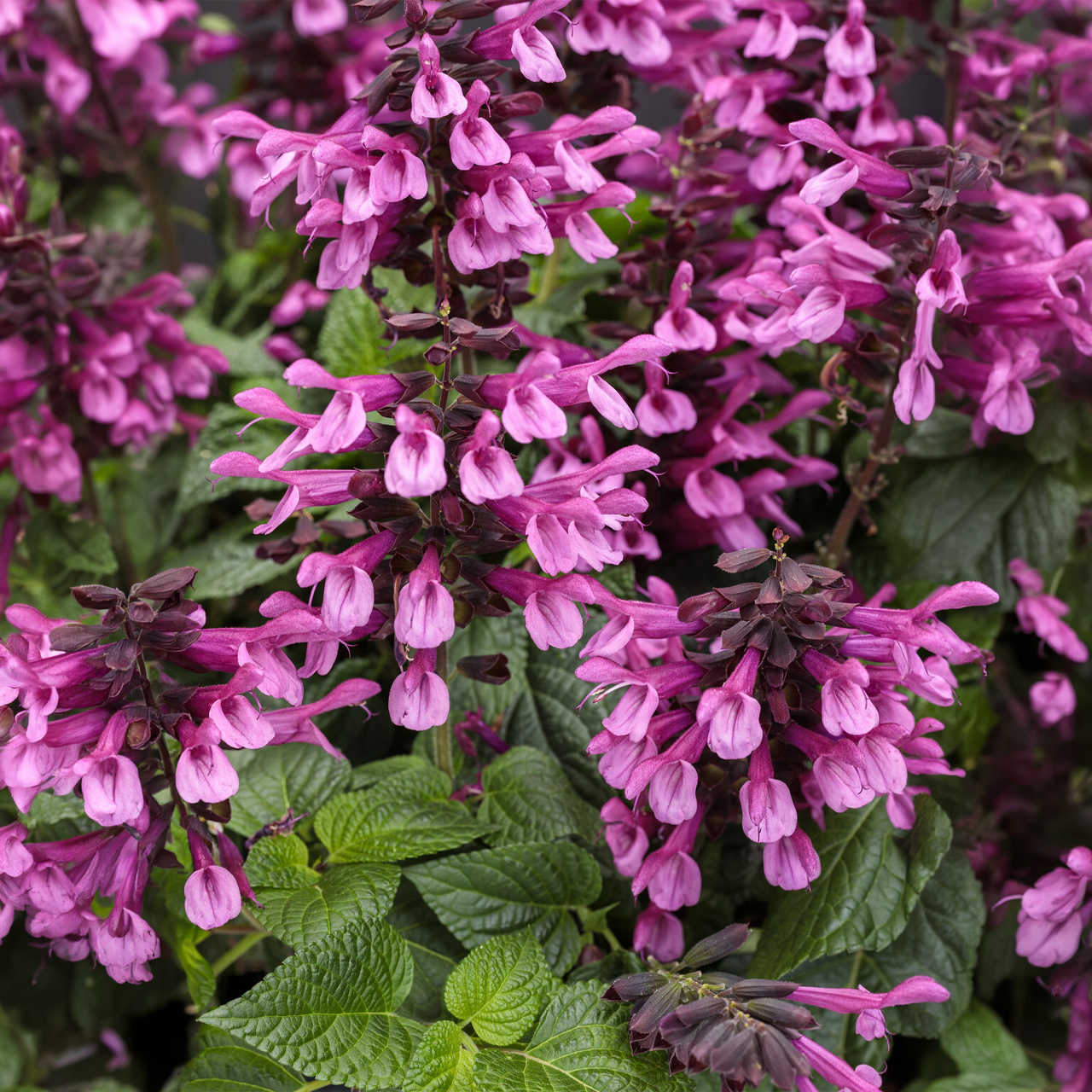 Proven Winners - Salvia Farinacea Unplugged Pink | Pot de 12,7 cm