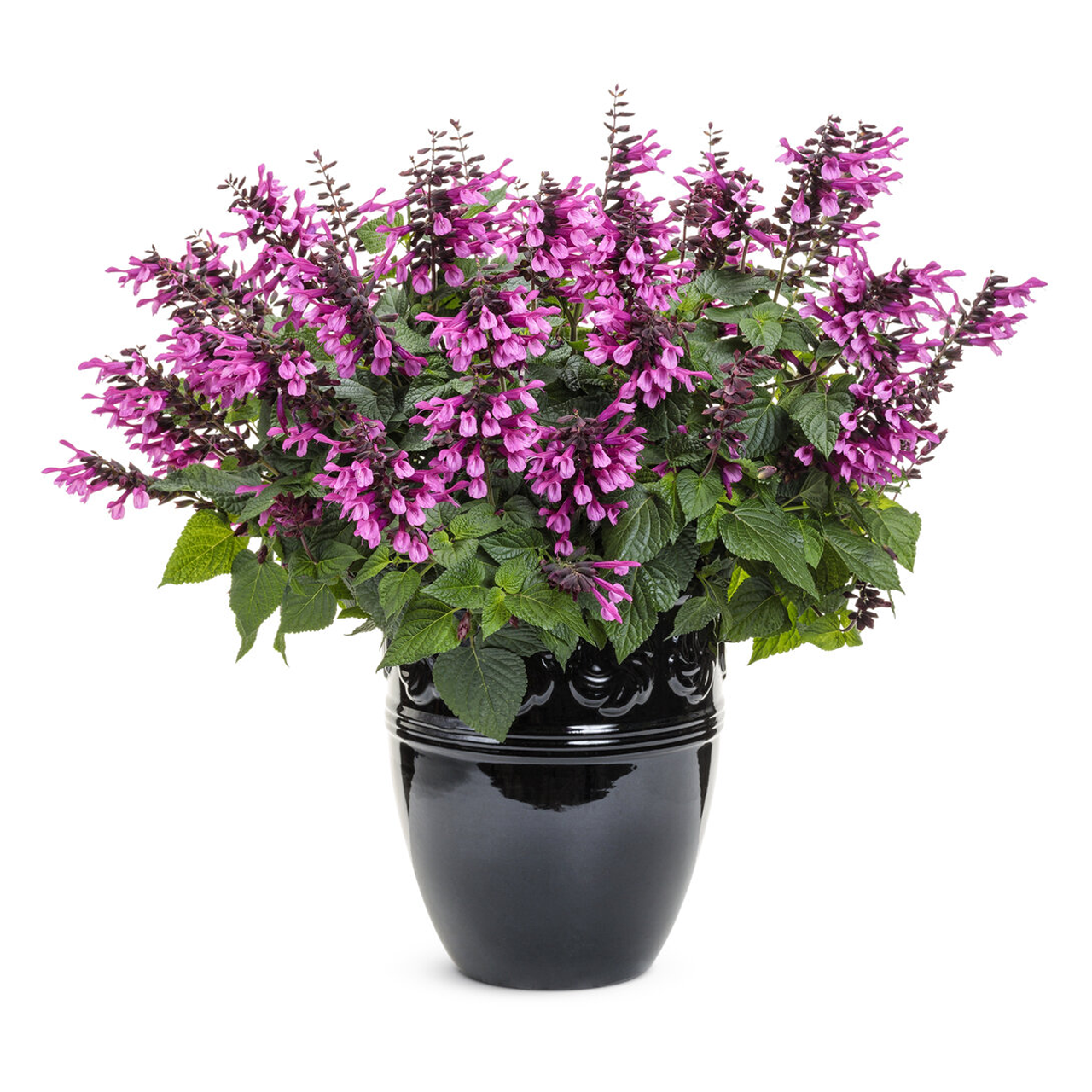 Proven Winners - Salvia Farinacea Unplugged Pink | Pot de 12,7 cm