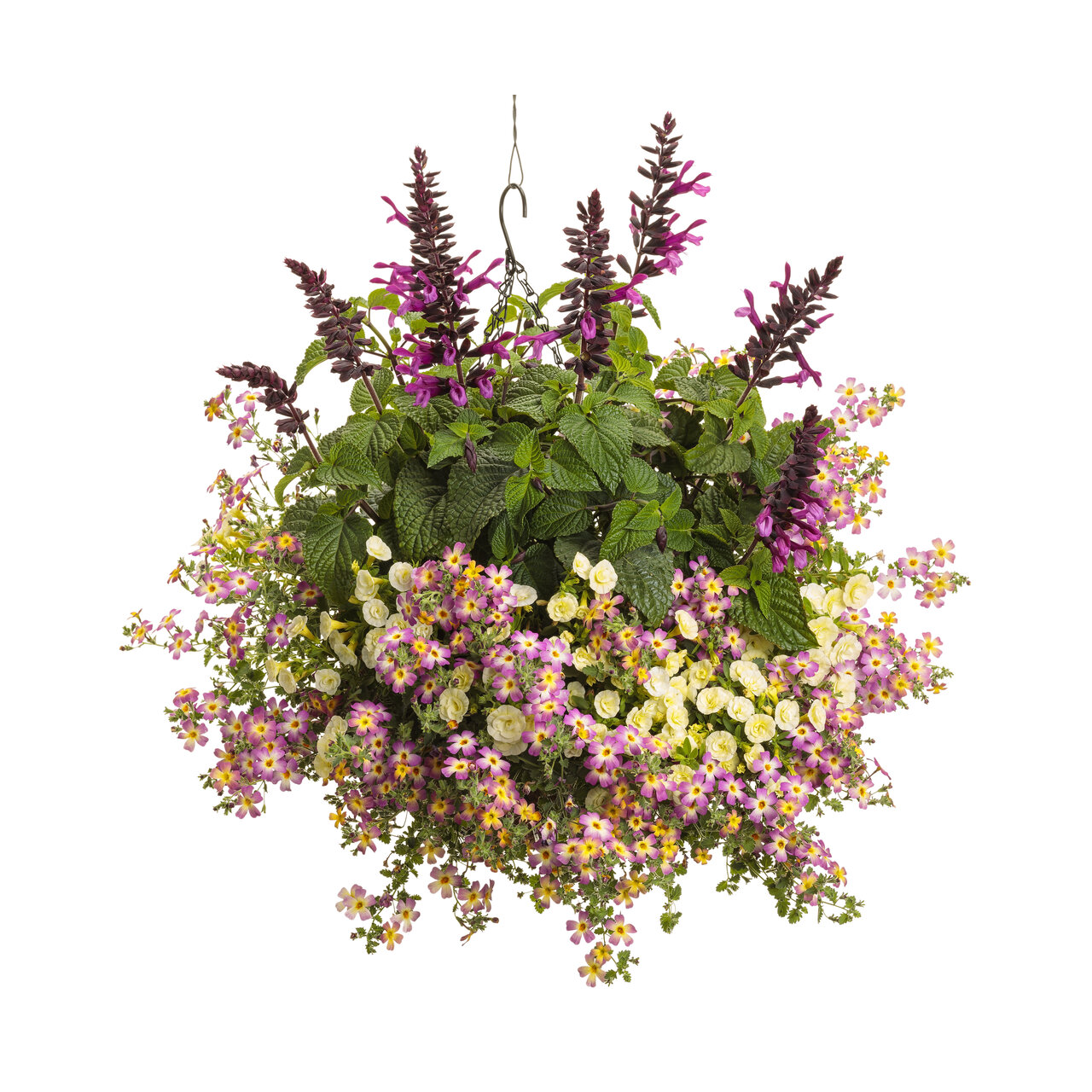 Proven Winners - Salvia Farinacea Unplugged Pink | Pot de 12,7 cm