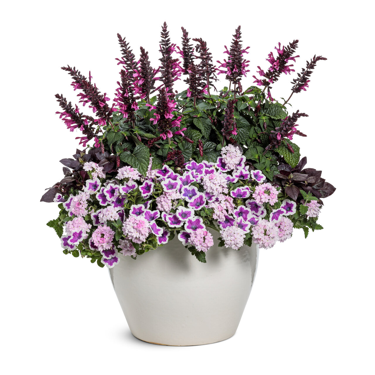 Proven Winners - Salvia Farinacea Unplugged Pink | Pot de 12,7 cm
