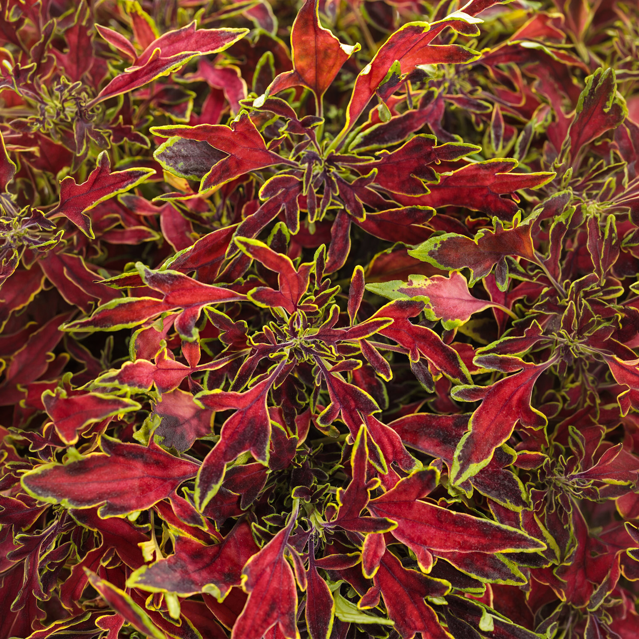 Proven Winners - Coleus Colorblaze Mini Me Watermelon | Pot de 12,7 cm