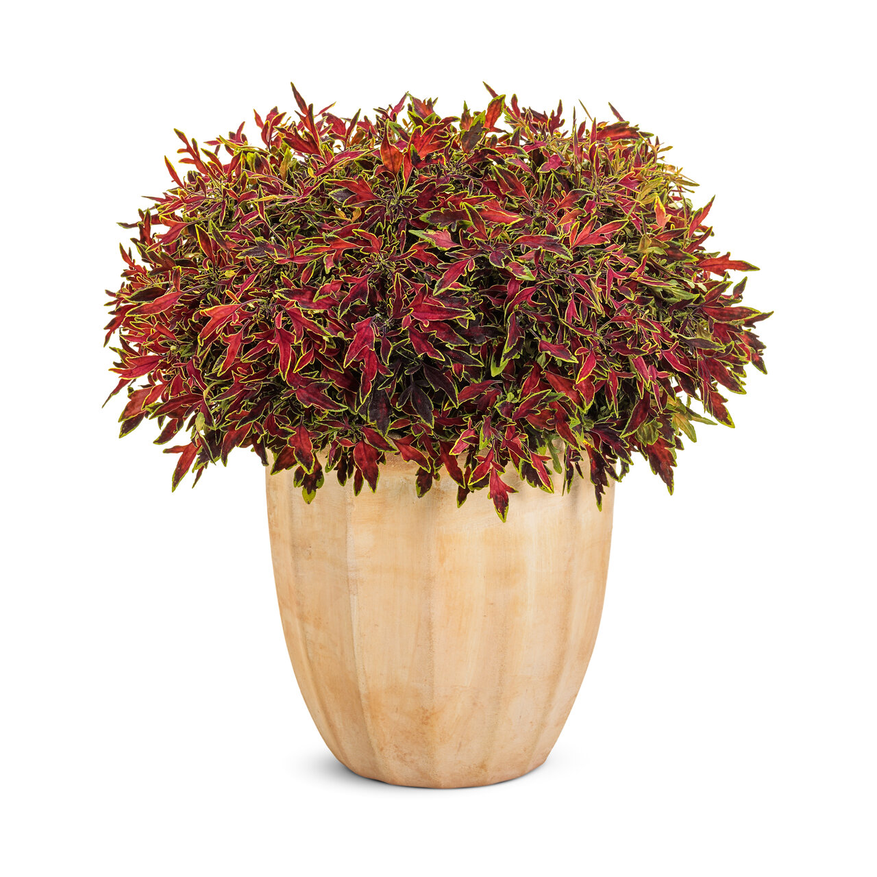 Proven Winners - Coleus Colorblaze Mini Me Watermelon | Pot de 12,7 cm