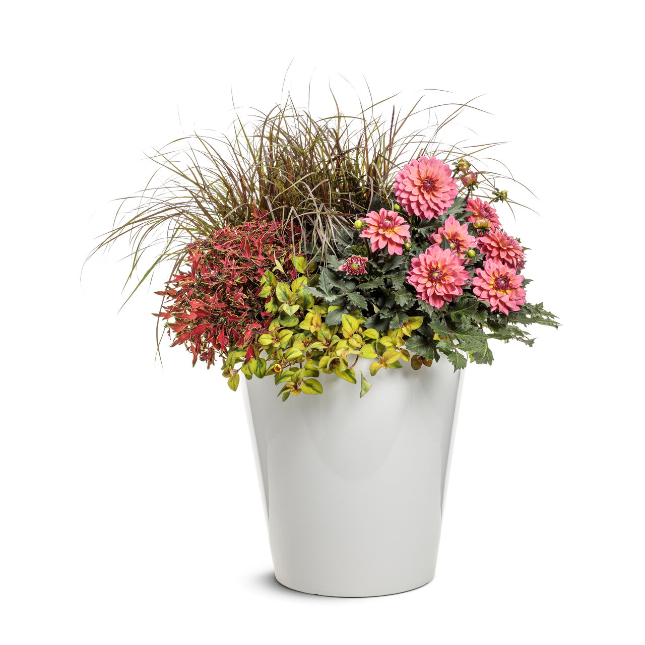 Proven Winners - Coleus Colorblaze Mini Me Watermelon | Pot de 12,7 cm