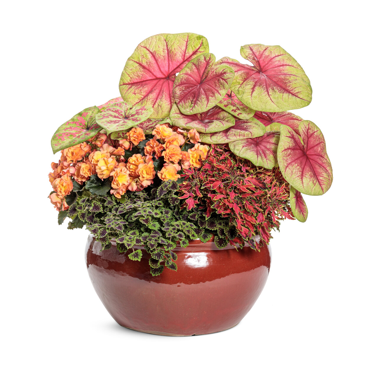 Proven Winners - Coleus Colorblaze Mini Me Watermelon | Pot de 12,7 cm
