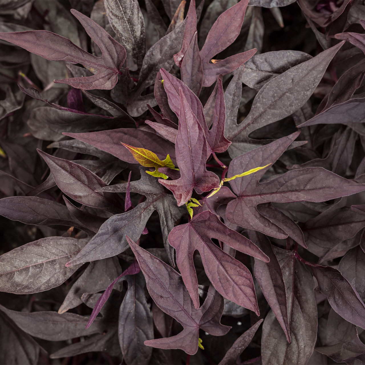 Proven Winners - Ipomoea Sweet Caroline Upside Black Coffee | Pot de 13 cm