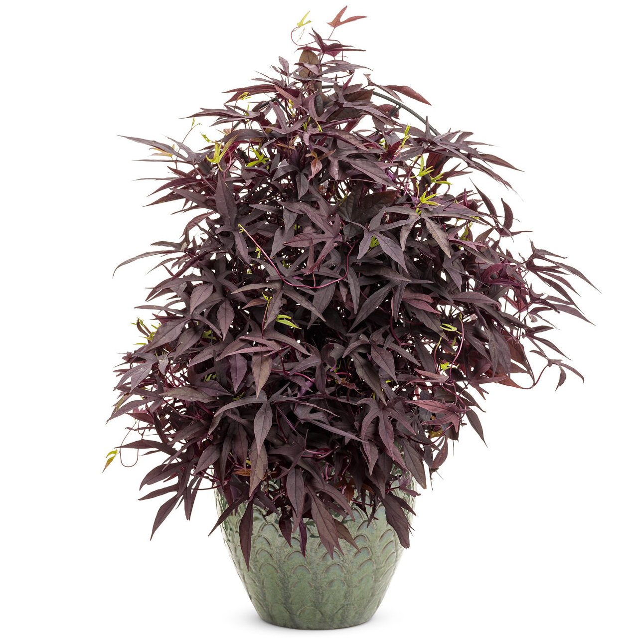 Proven Winners - Ipomoea Sweet Caroline Upside Black Coffee | Pot de 13 cm