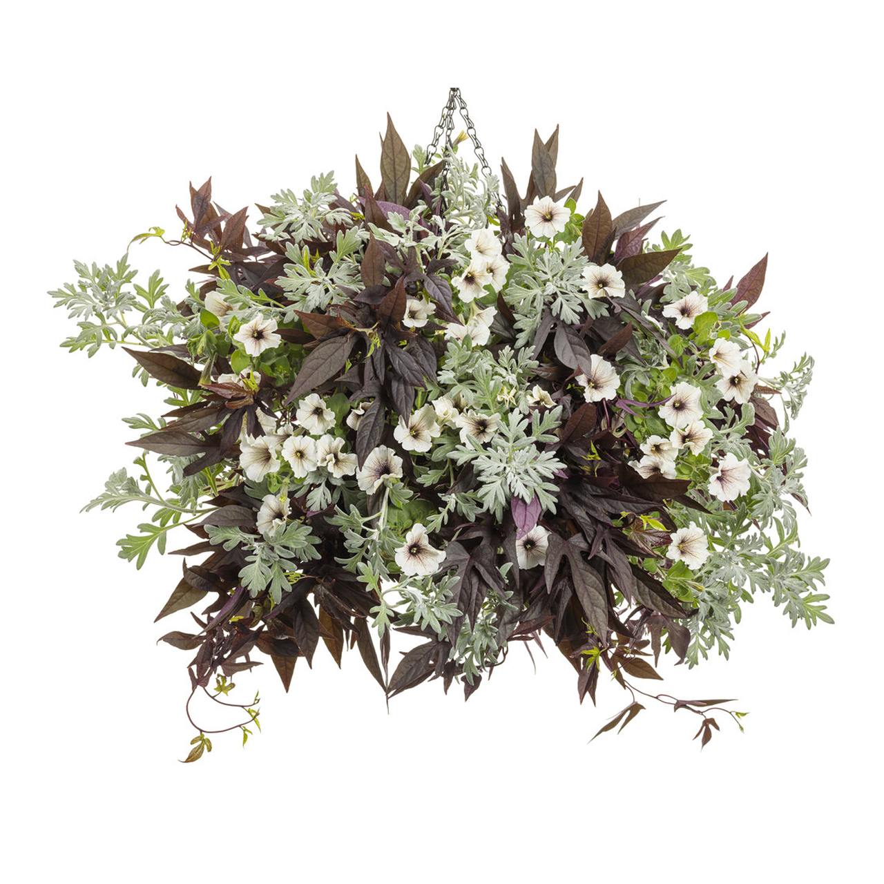 Proven Winners - Ipomoea Sweet Caroline Upside Black Coffee | Pot de 13 cm