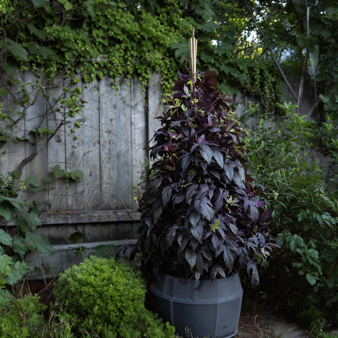 Proven Winners - Ipomoea Sweet Caroline Upside Black Coffee | Pot de 13 cm