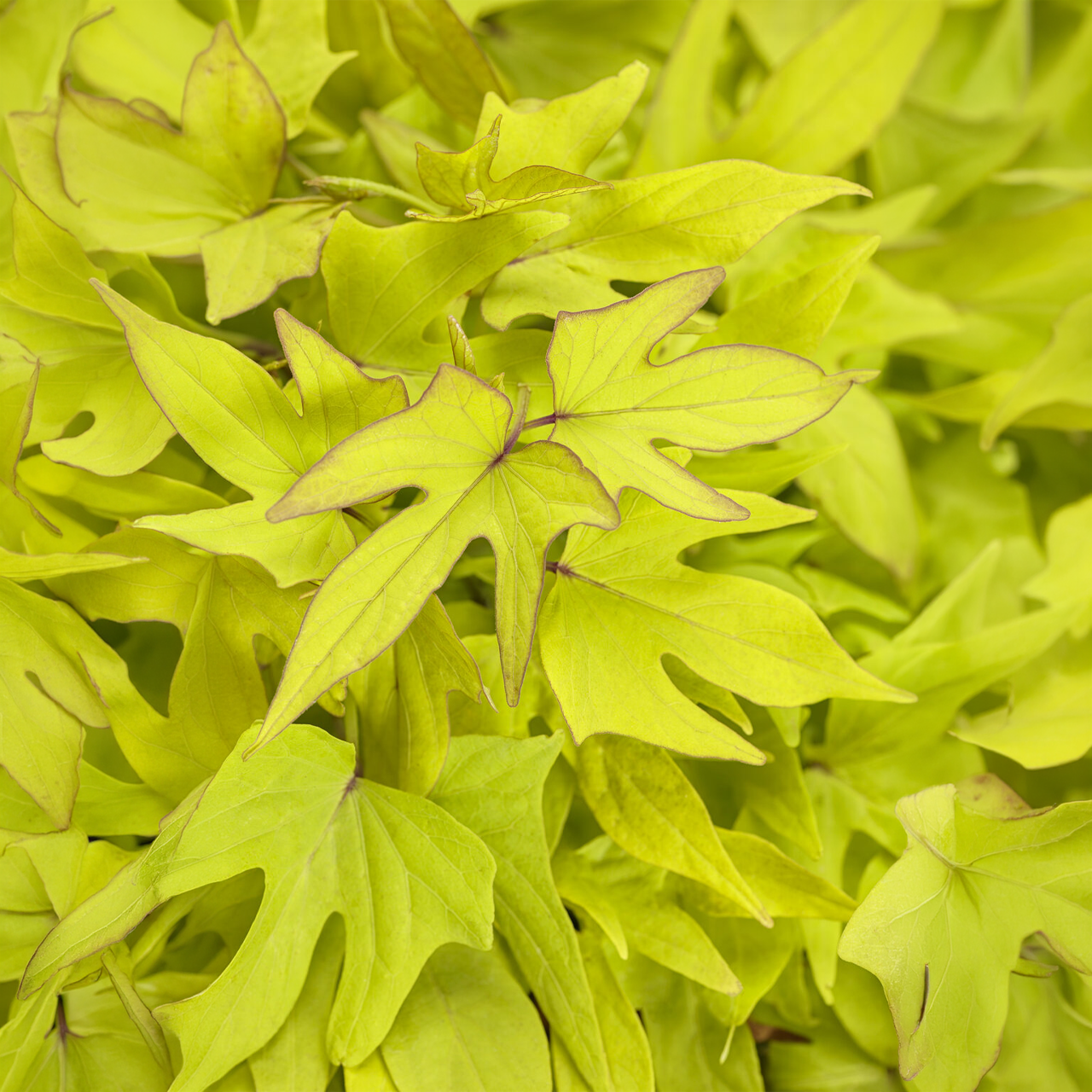Proven Winners - Ipomoea Sweet Caroline Upside Key Lime | Pot de 12,7 cm