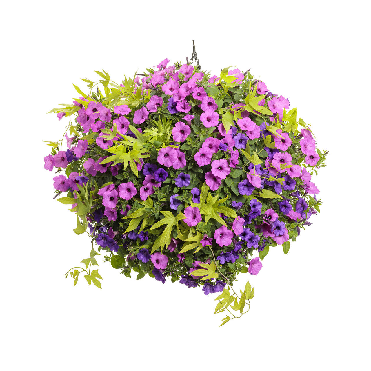Proven Winners - Ipomoea Sweet Caroline Upside Key Lime | Pot de 12,7 cm