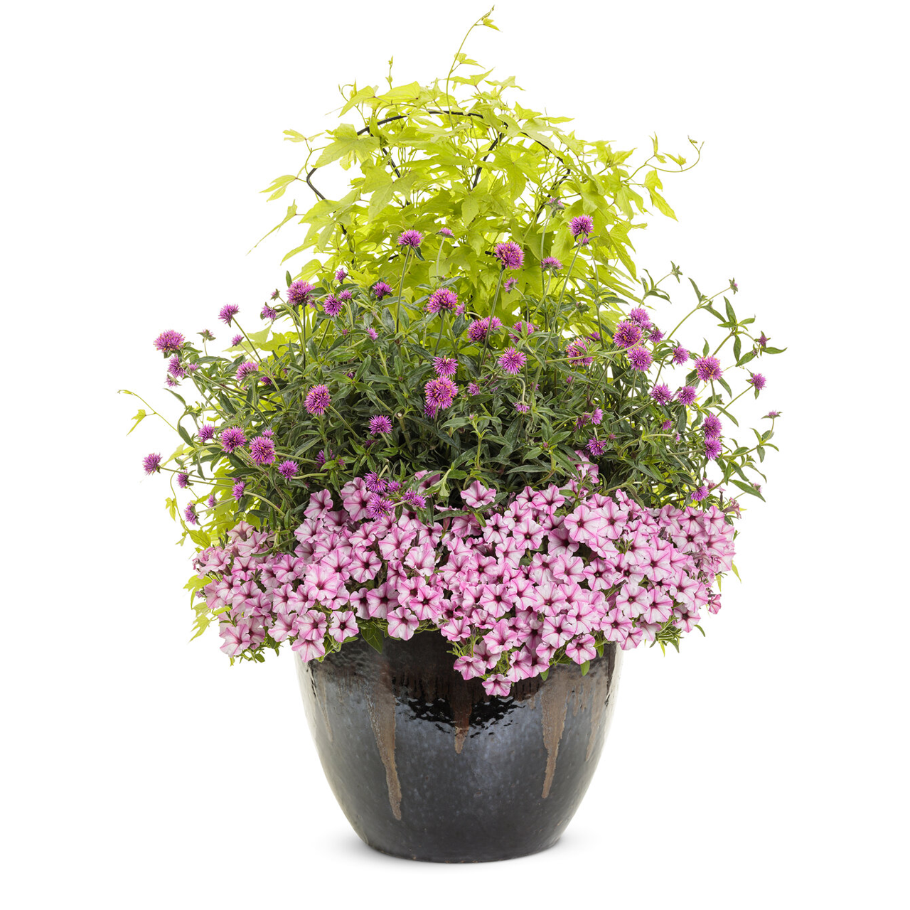 Proven Winners - Ipomoea Sweet Caroline Upside Key Lime | Pot de 12,7 cm