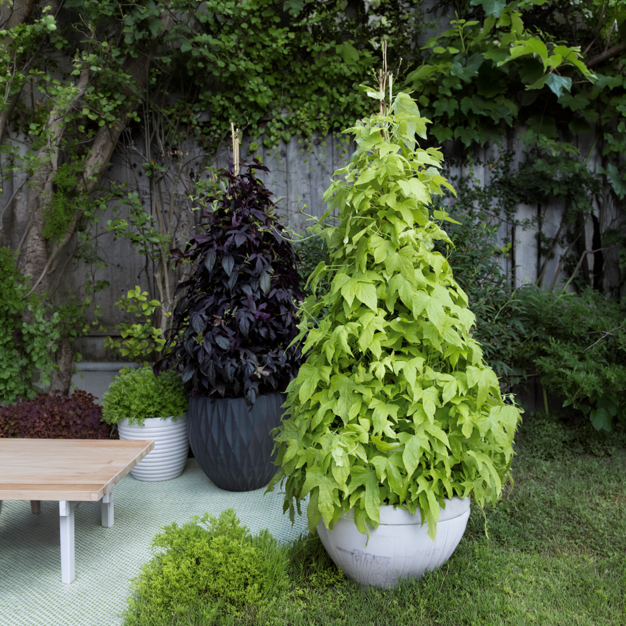 Proven Winners - Ipomoea Sweet Caroline Upside Key Lime | Pot de 12,7 cm