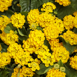 Proven Winners - Lantana Luscious Royale Lemon Tart | Pot de 5 po
