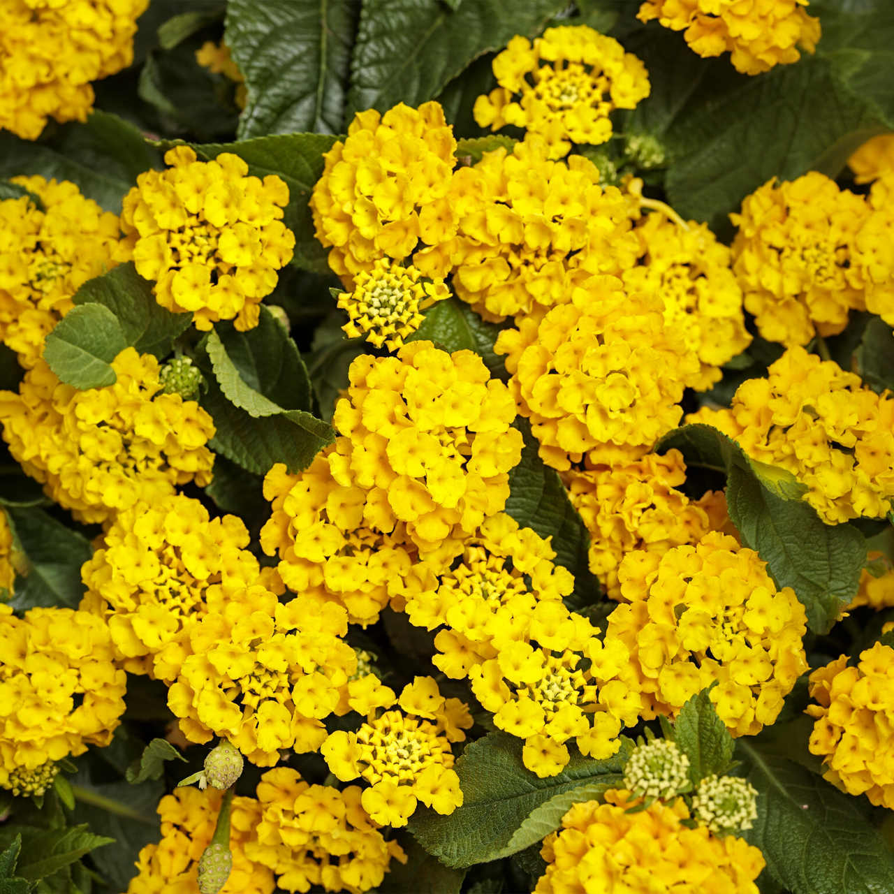 Proven Winners - Lantana Luscious Royale Lemon Tart | Pot de 5 po