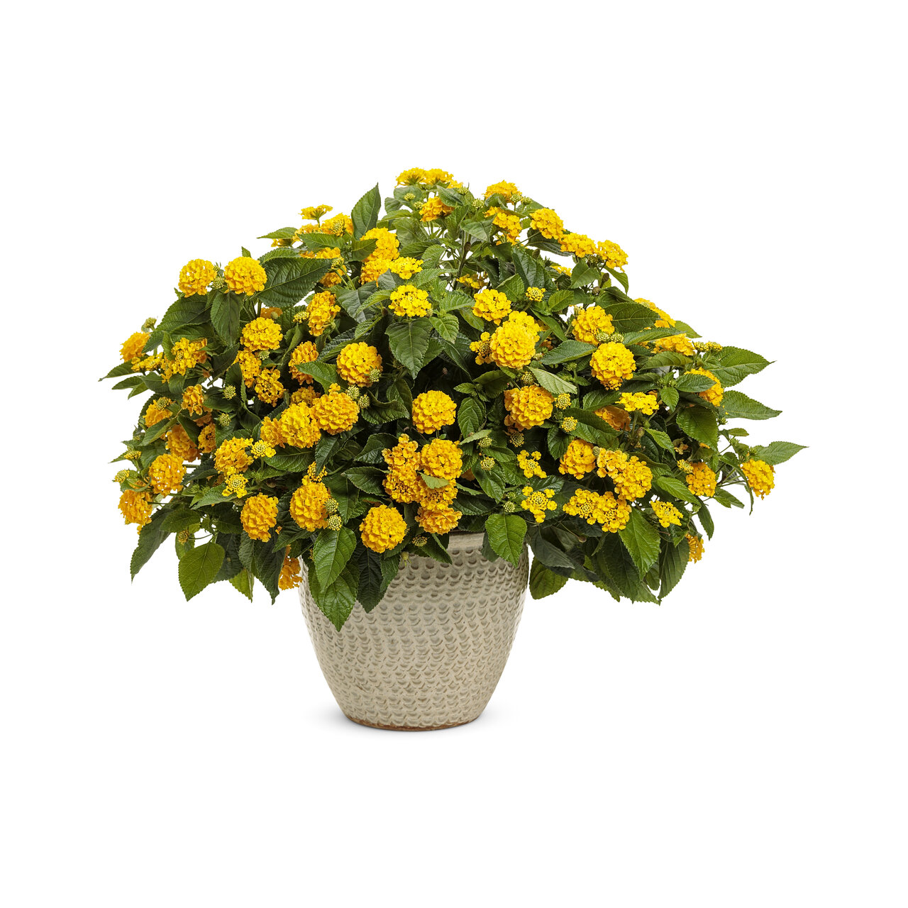 Proven Winners - Lantana Luscious Royale Lemon Tart | Pot de 5 po