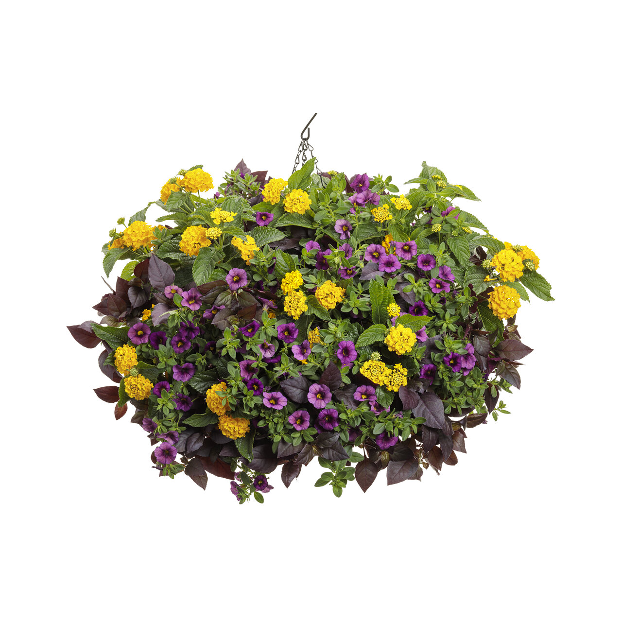 Proven Winners - Lantana Luscious Royale Lemon Tart | Pot de 5 po