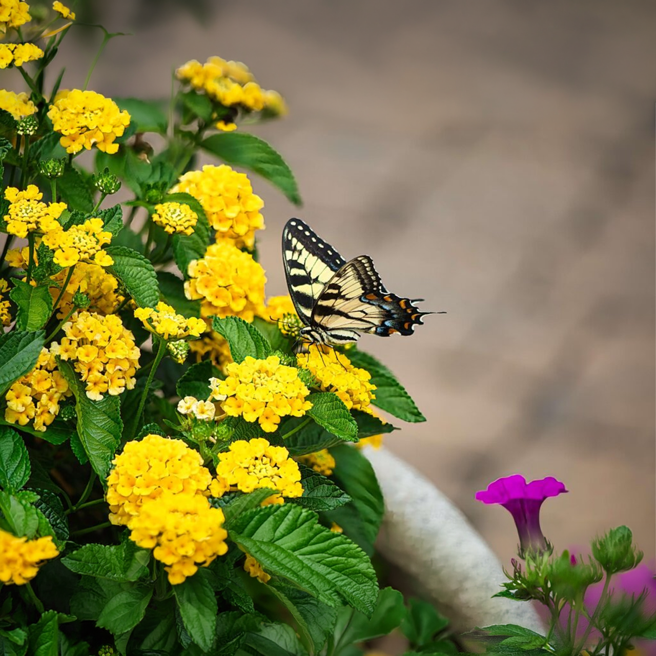 Proven Winners - Lantana Luscious Royale Lemon Tart | Pot de 5 po