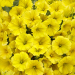 Proven Winners - Pétunia Supertunia Mini Vista Jaune | Pot de 13 cm