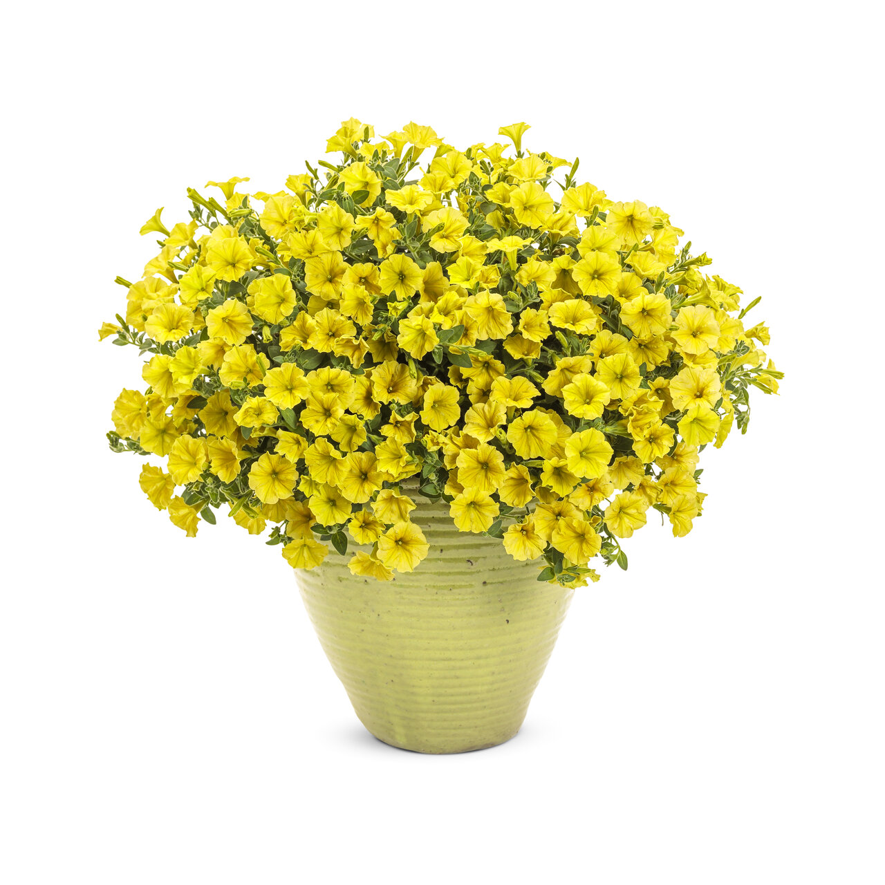 Proven Winners - Pétunia Supertunia Mini Vista Jaune | Pot de 13 cm