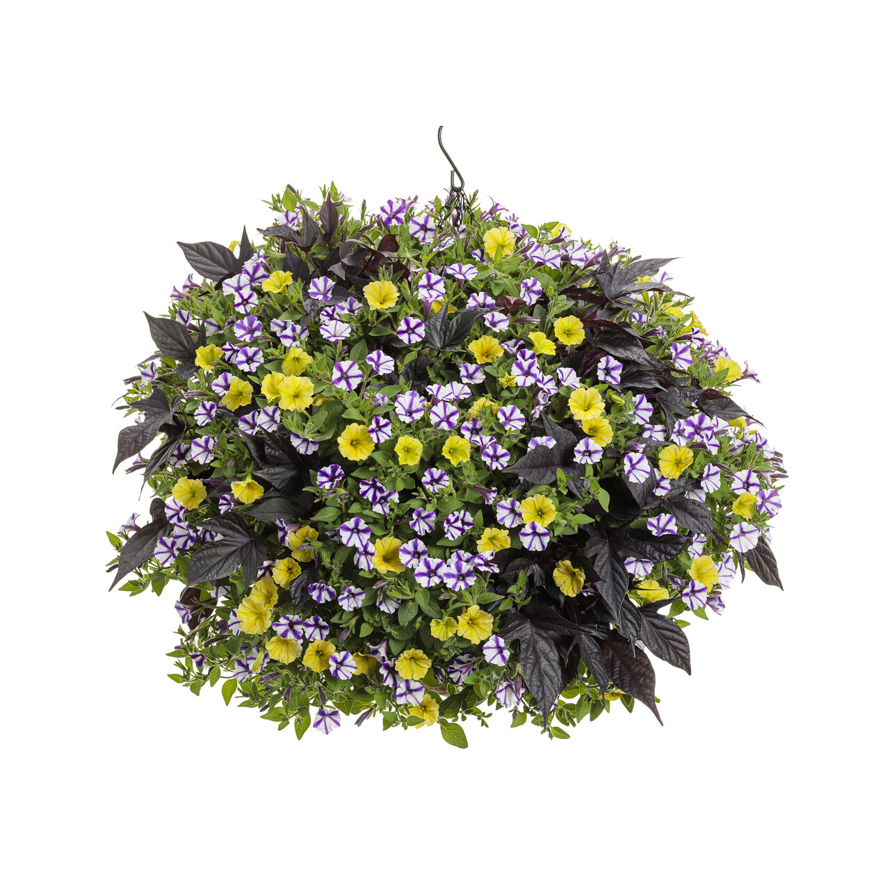Proven Winners - Pétunia Supertunia Mini Vista Jaune | Pot de 13 cm