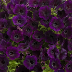 Proven Winners - Petunia Supertunia Mini Vista Midnight | Pot de 13 cm