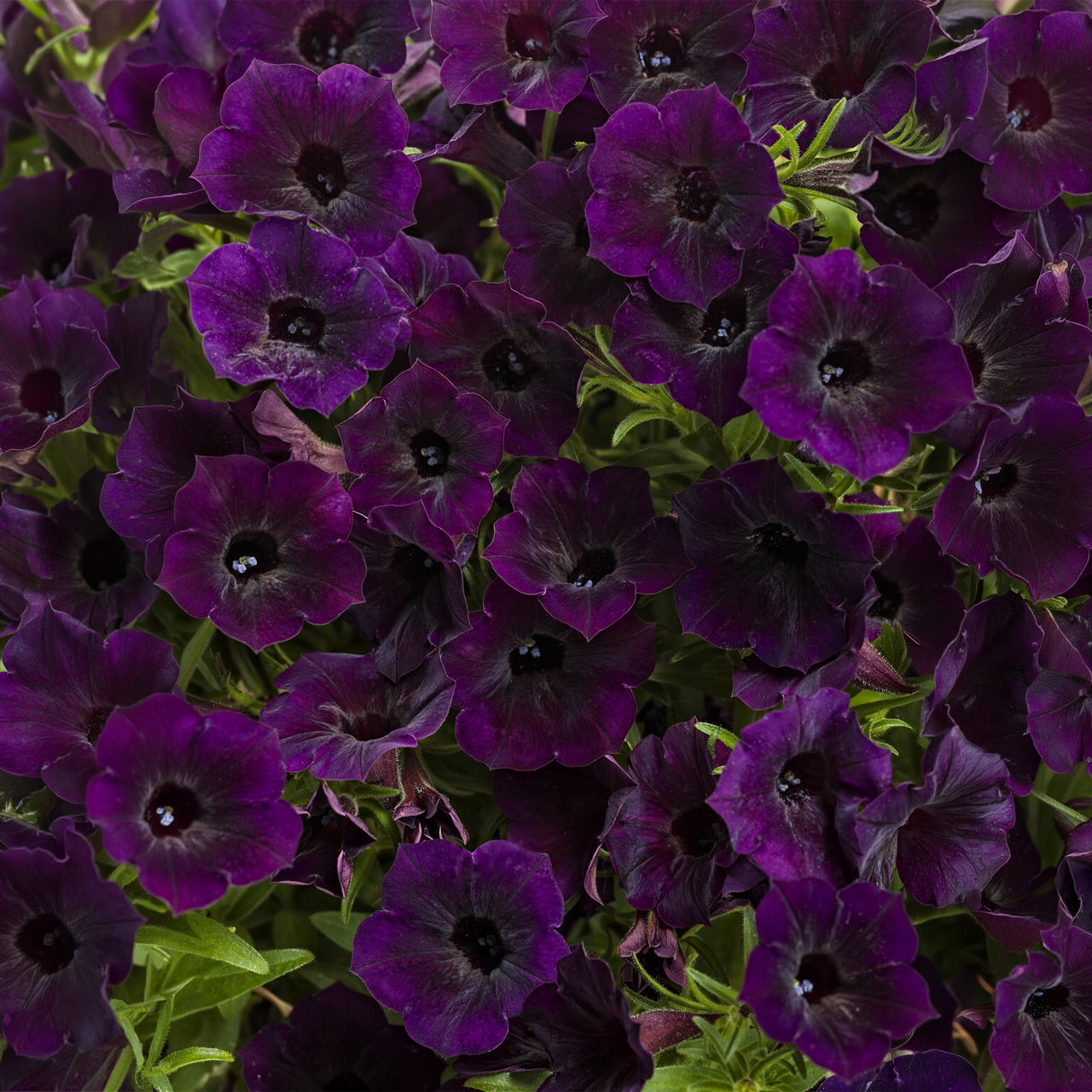 Proven Winners - Petunia Supertunia Mini Vista Midnight | Pot de 13 cm