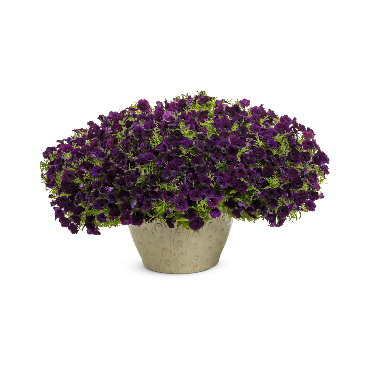 Proven Winners - Petunia Supertunia Mini Vista Midnight | Pot de 13 cm