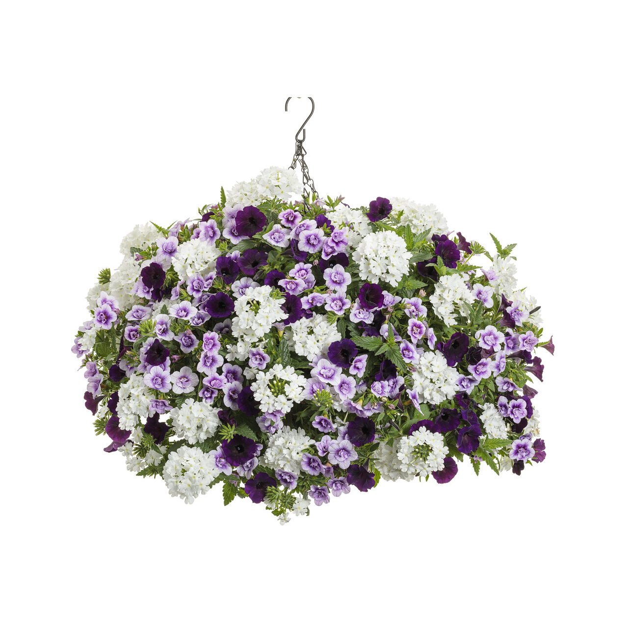 Proven Winners - Petunia Supertunia Mini Vista Midnight | Pot de 13 cm