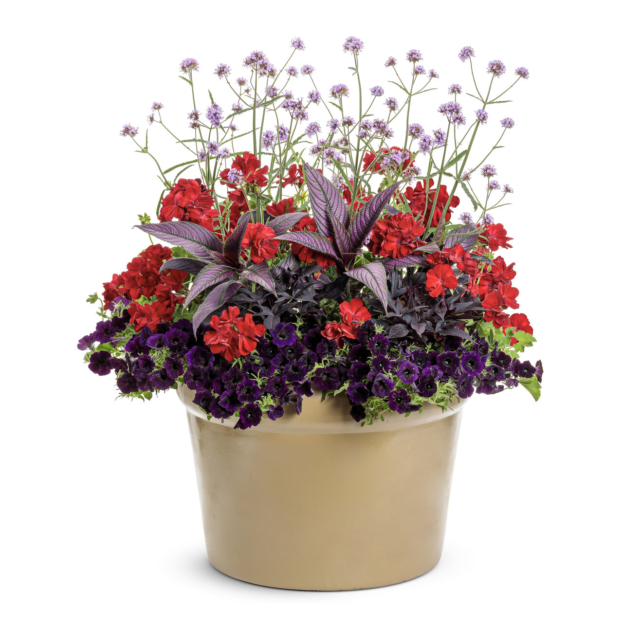 Proven Winners - Petunia Supertunia Mini Vista Midnight | Pot de 13 cm