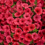 Proven Winners - Pétunia Supertunia Mini Vista Scarlet | Pot de 12,7 cm