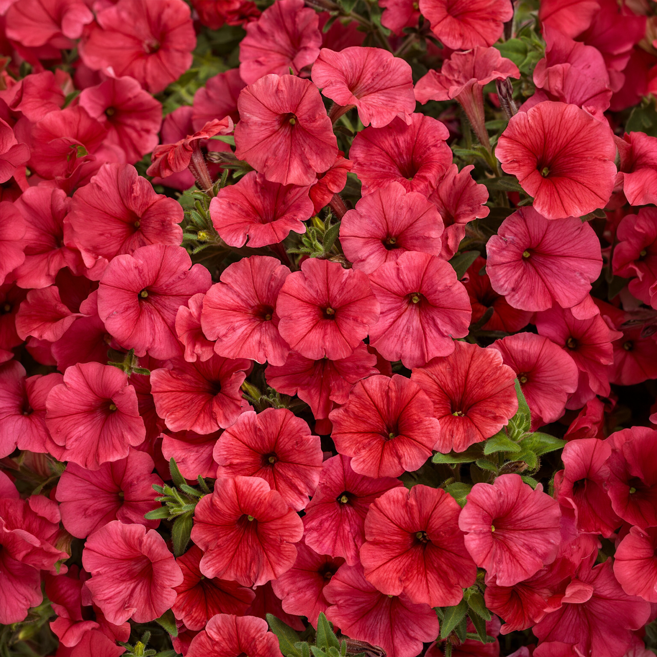 Proven Winners - Petunia Supertunia Mini Vista Scarlet
