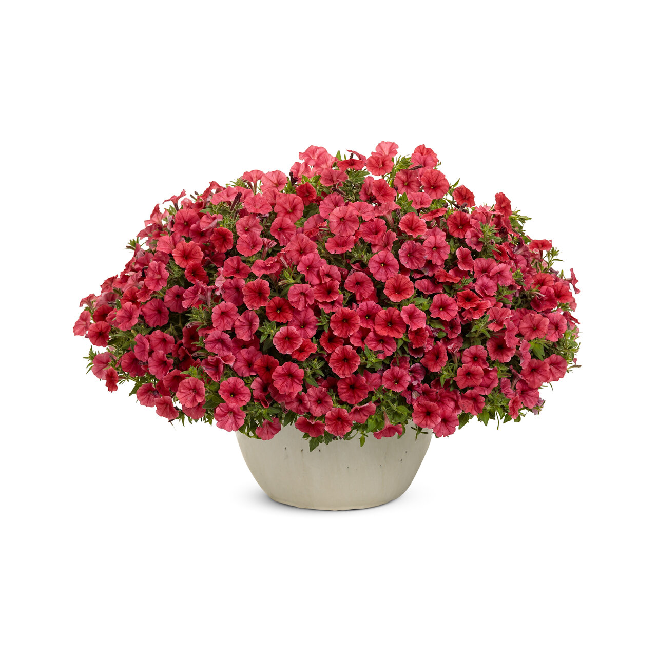 Proven Winners - Pétunia Supertunia Mini Vista Scarlet | Pot de 12,7 cm