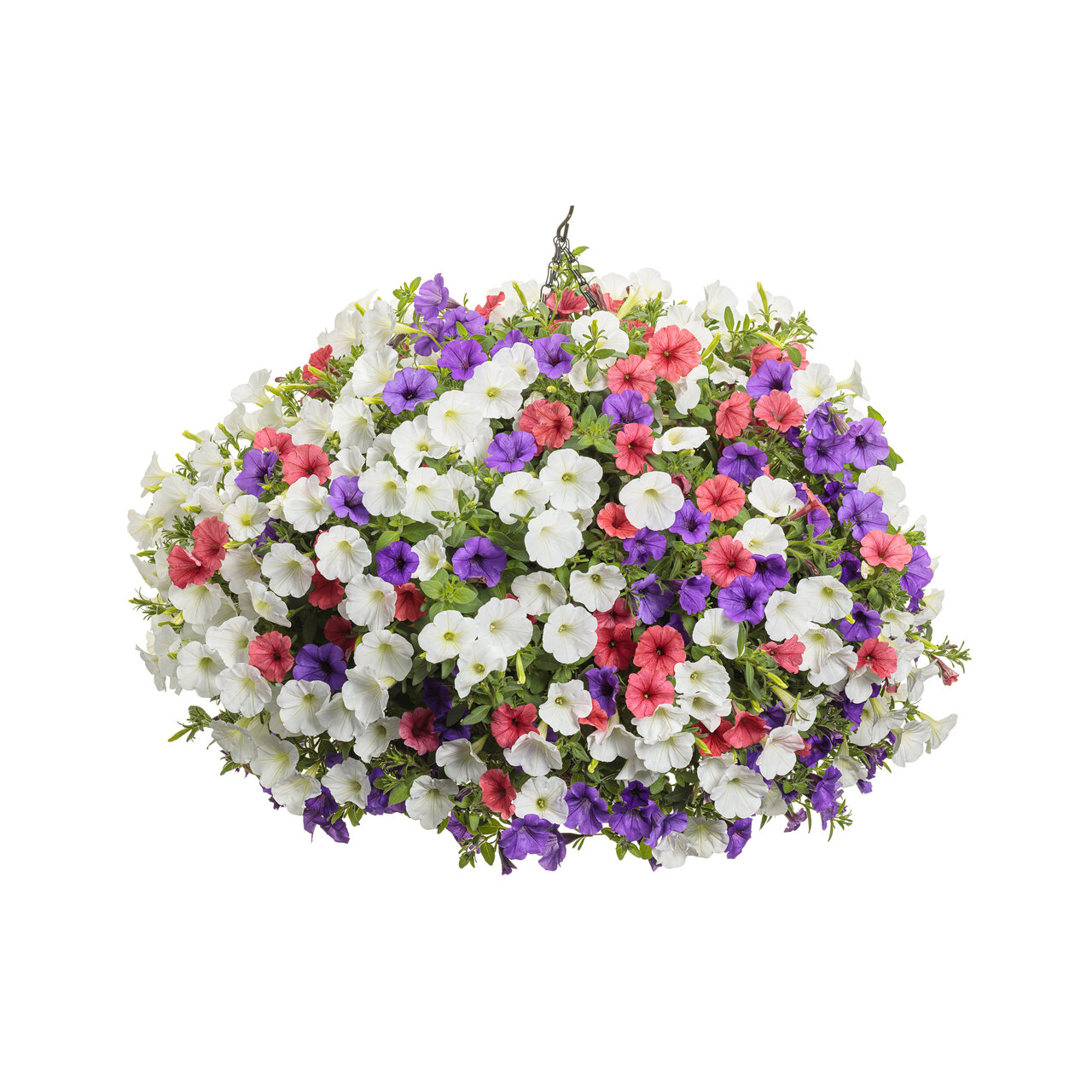 Proven Winners - Pétunia Supertunia Mini Vista Scarlet | Pot de 12,7 cm