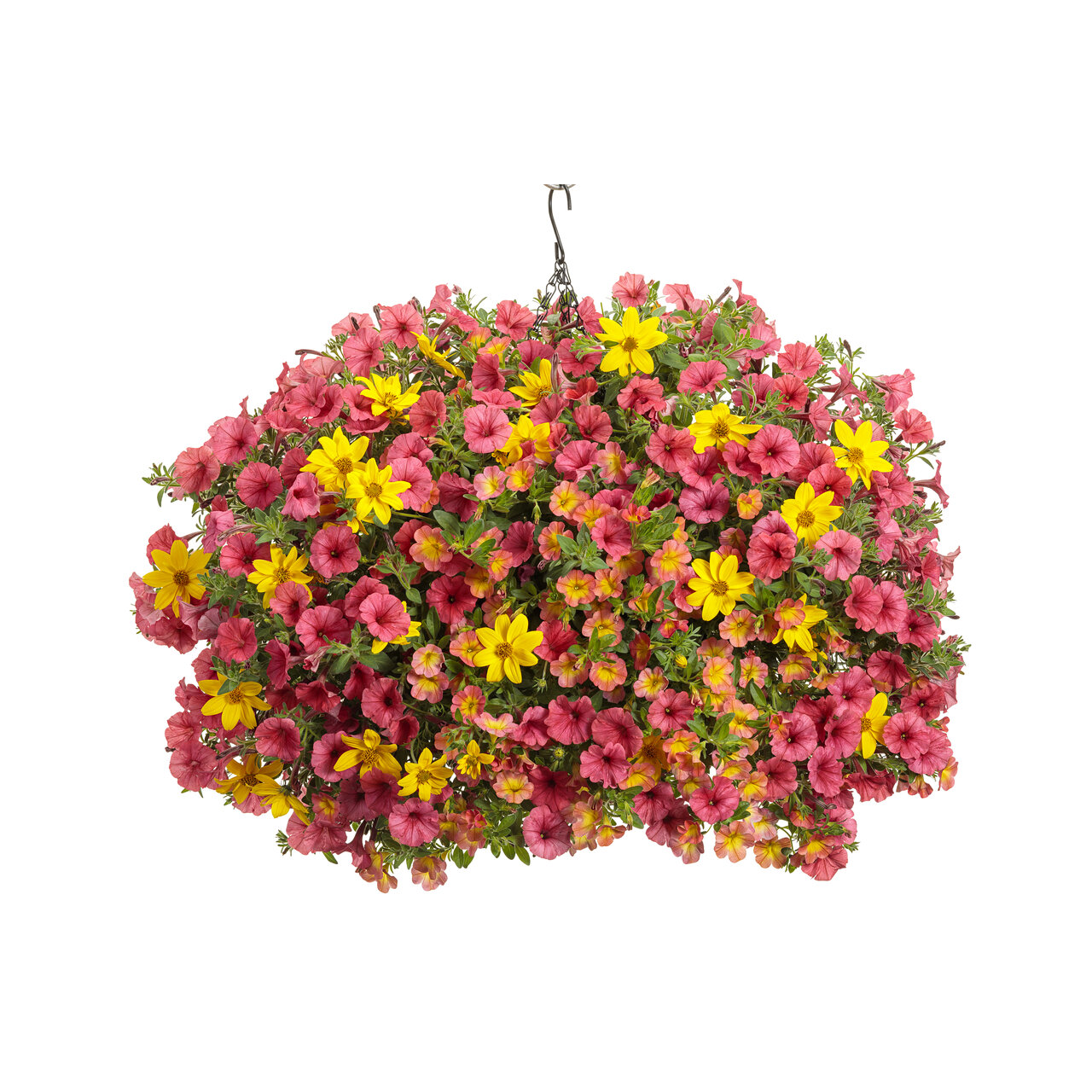 Proven Winners - Pétunia Supertunia Mini Vista Scarlet | Pot de 12,7 cm