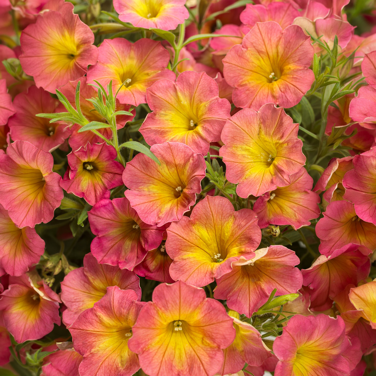 Proven Winners - Petunia Supertunia Persimmon