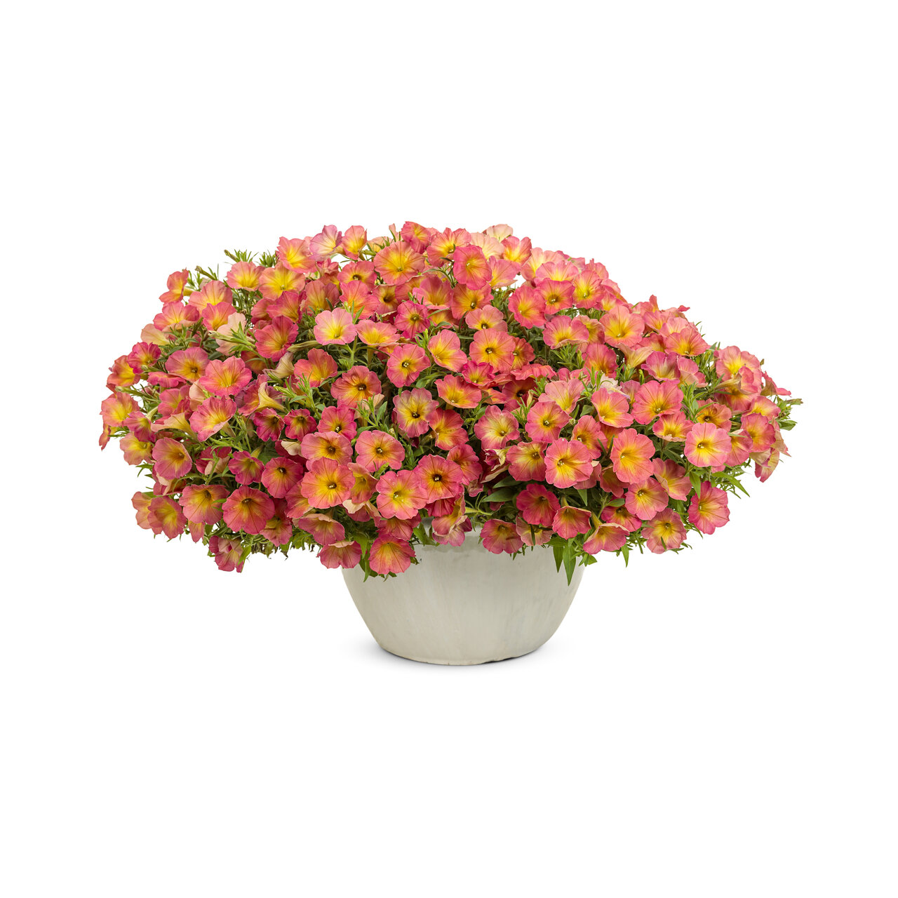 Proven Winners - Pétunia Supertunia Persimmon | Pot de 12,7 cm