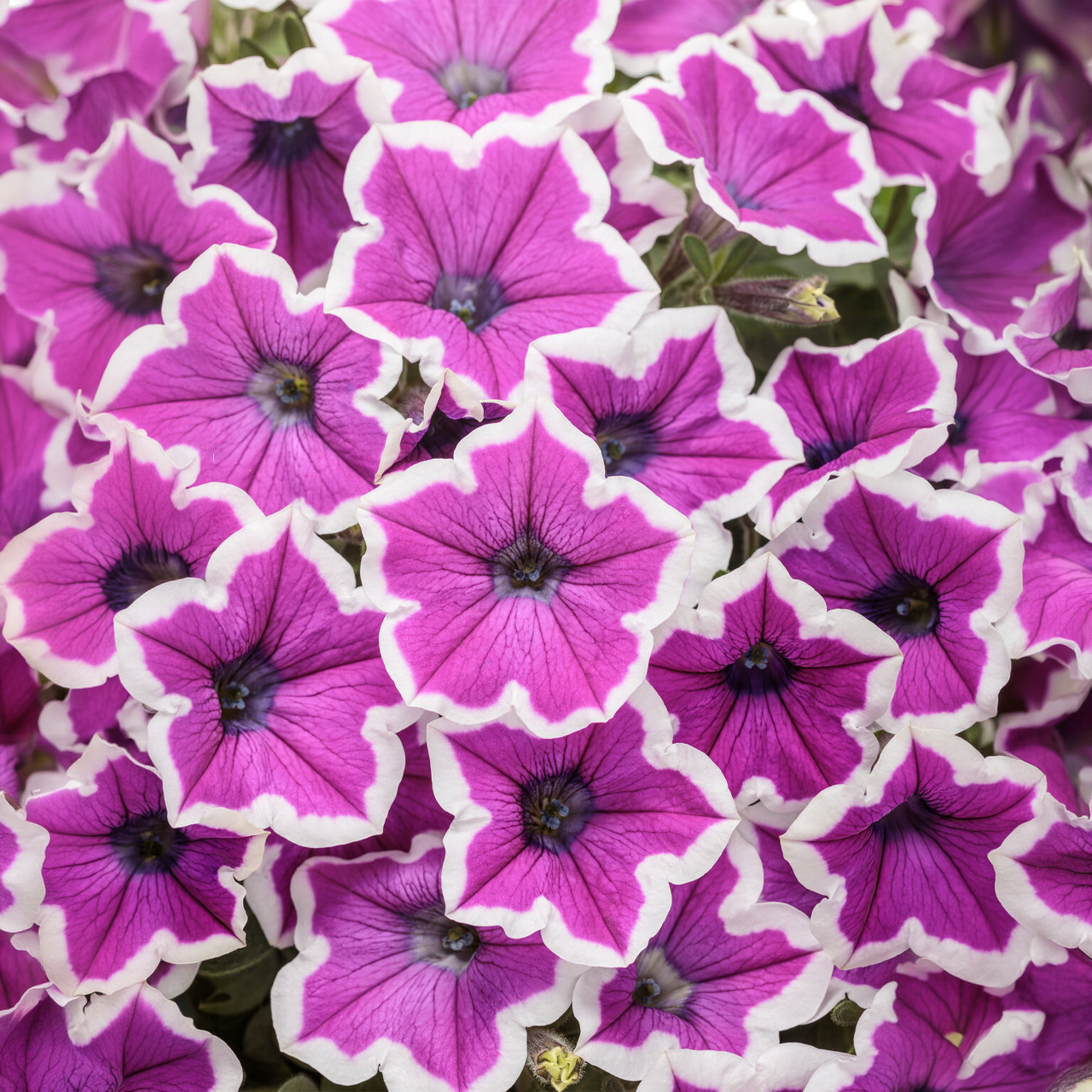 Proven Winners - Petunia Supertunia Hoopla Vivid Orchid