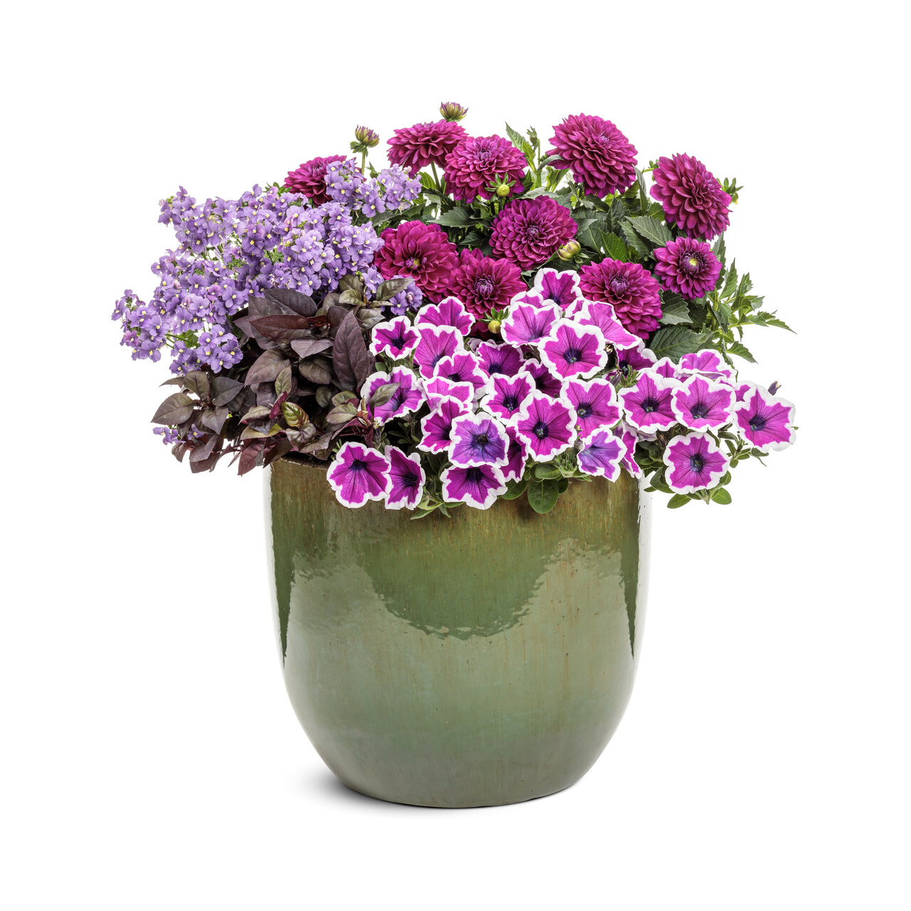 Proven Winners - Pétunia Supertunia Hoopla Vivid Orchid | Pot de 12,7 cm