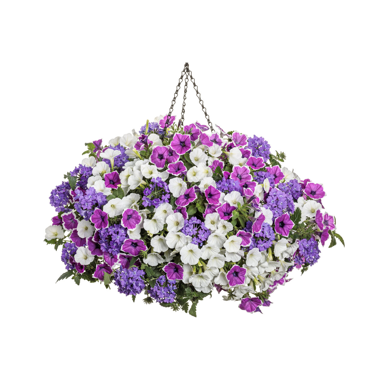 Proven Winners - Pétunia Supertunia Hoopla Vivid Orchid | Pot de 12,7 cm