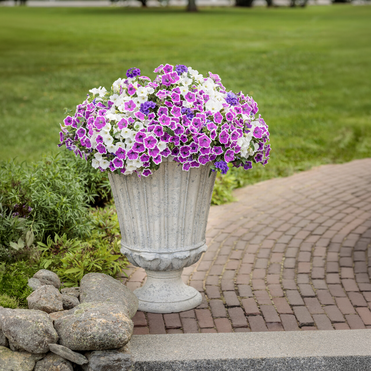 Proven Winners - Pétunia Supertunia Hoopla Vivid Orchid | Pot de 12,7 cm
