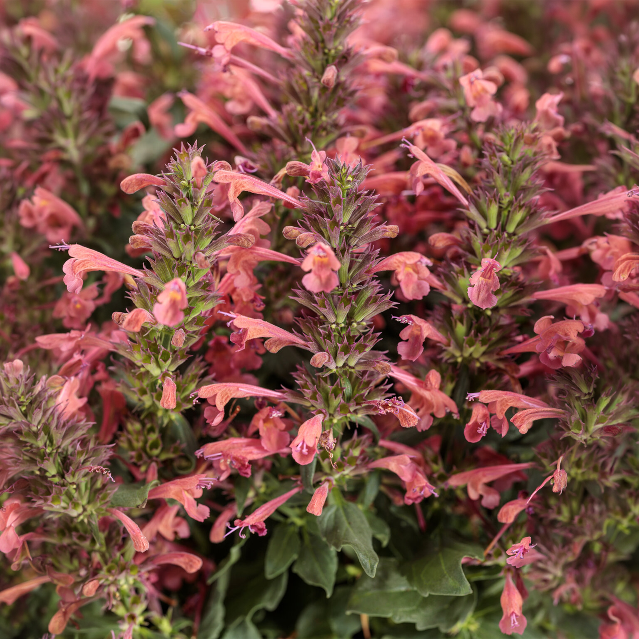 Proven Winners - Agastache Hybrid Maestro Coral