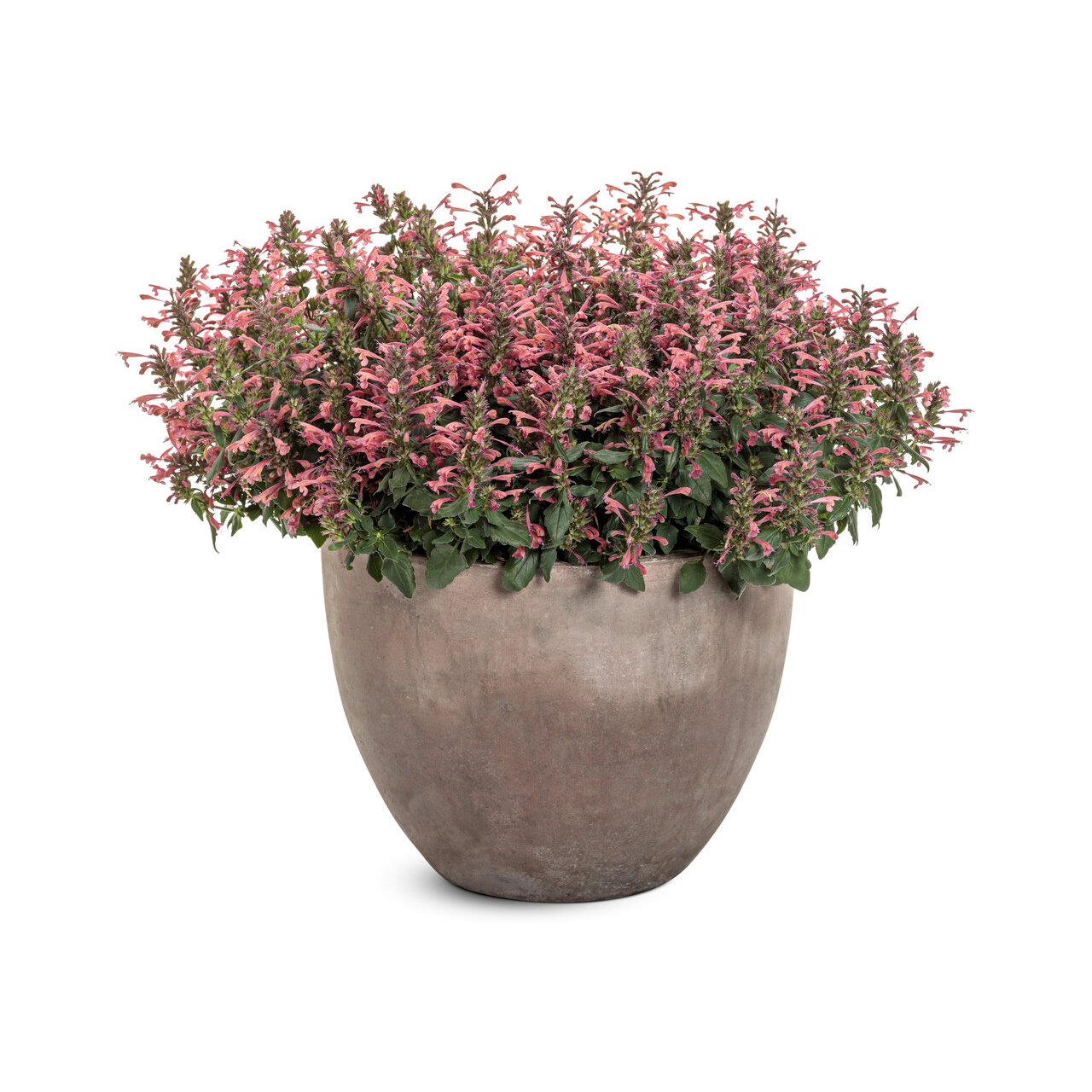 Proven Winners - Agastache Hybride Maestro Coral | Pot de 12,7 cm