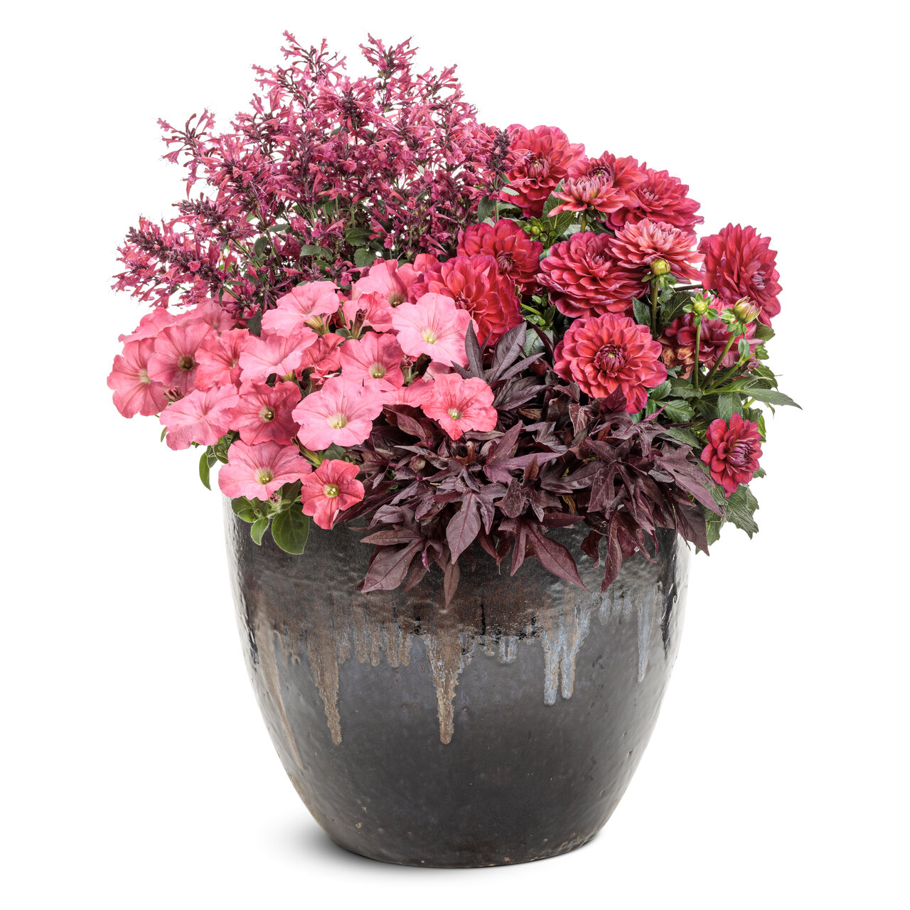 Proven Winners - Agastache Hybride Maestro Coral | Pot de 12,7 cm
